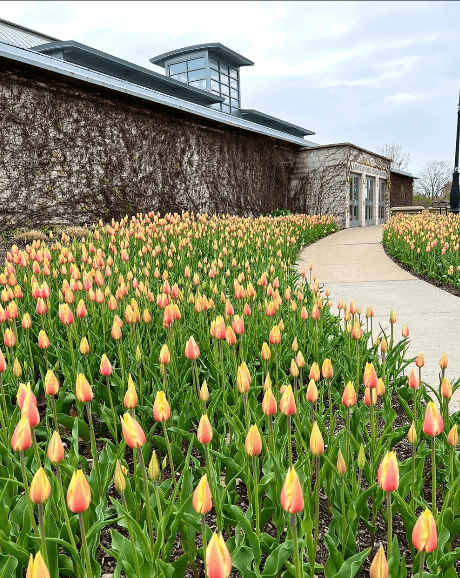 A path at the Garfield Conservatory lines with pink and yellow tulips.